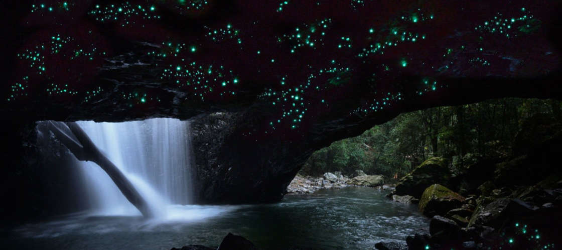 Glow Worms Tamborine Mountain, Gold Coast