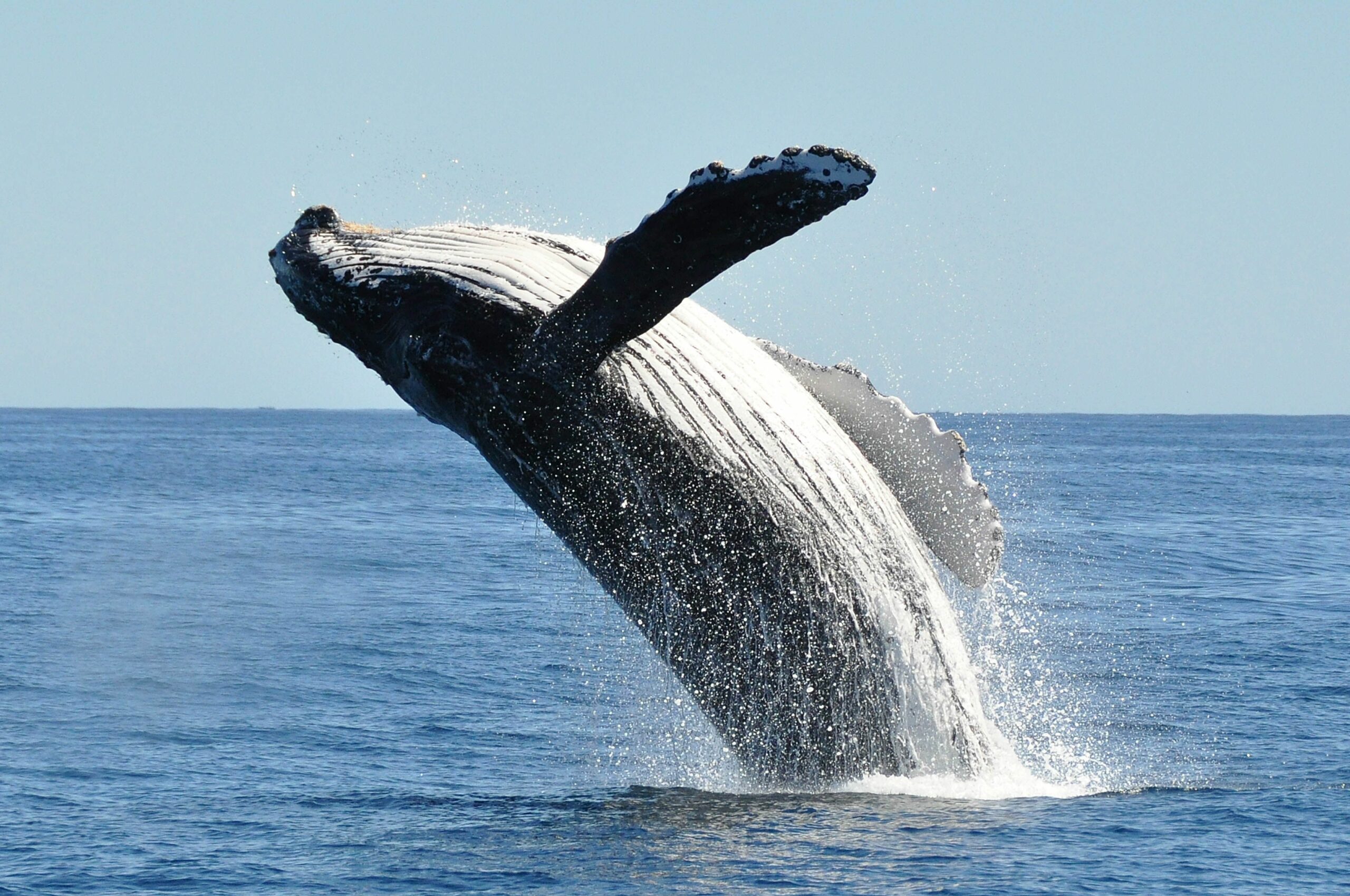 Gold Coast Whale Watching Season